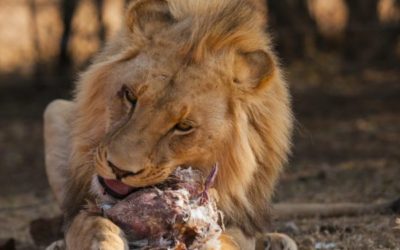 ENJOY BIG 5 GAME VIEWING IN GAUTENG ON A 3-DAY GENTLEMEN’S SAFARI