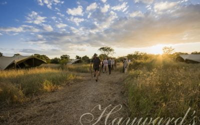 KNOW THE DIFFERENCE: SAFARI LODGE, LUXURY TENTED MOBILE SAFARI OR SAFARI GETAWAY?